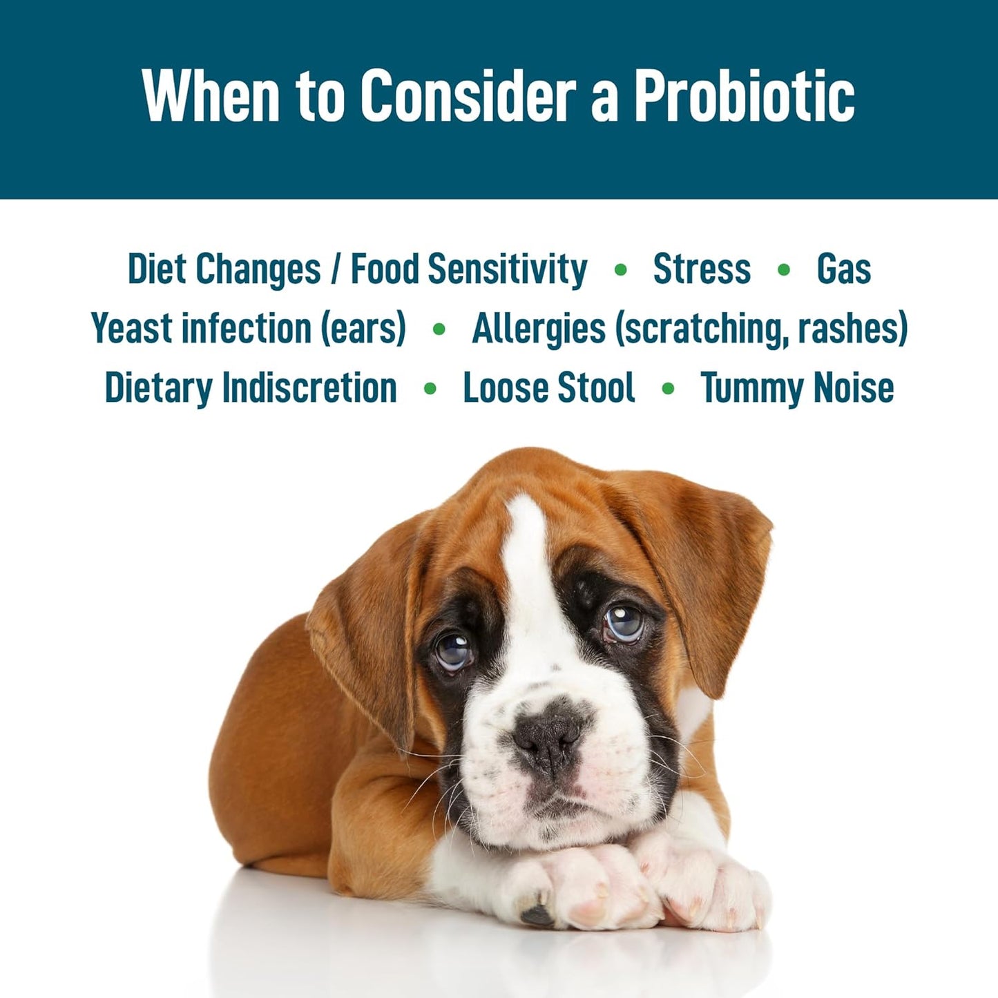 Saint Barkus Probiotic + Fiber - Gut Health & Digestion Support